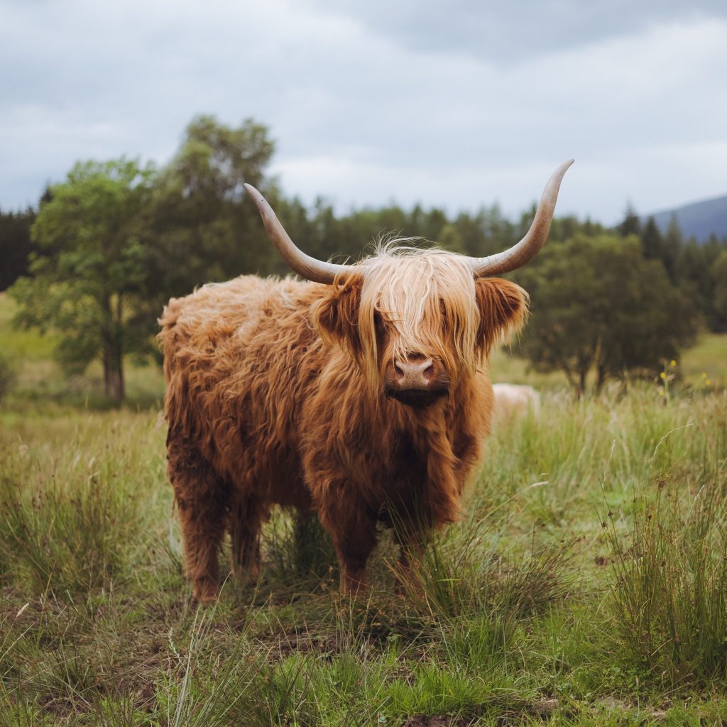 The Highland Cows – Trossachs Woollen Mill