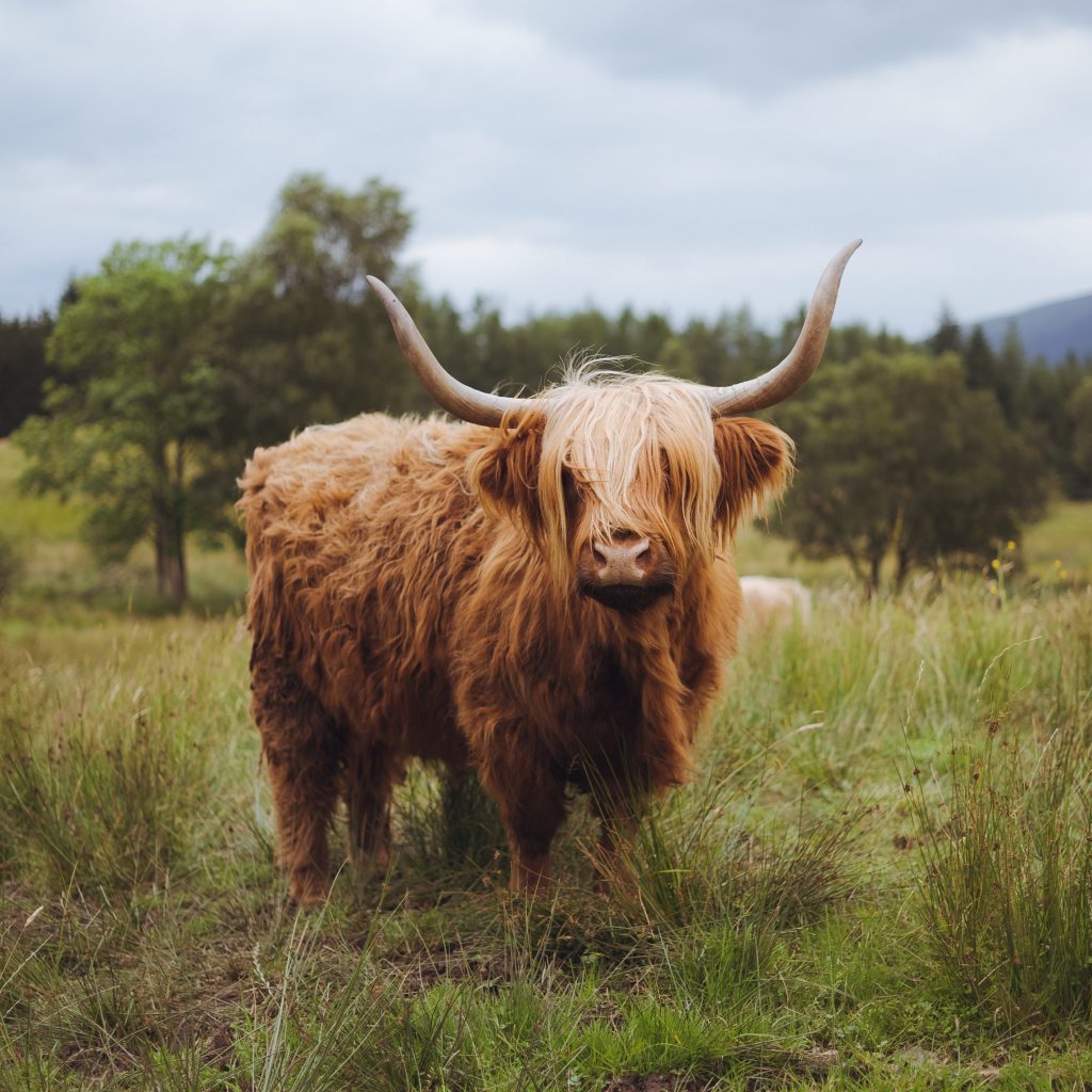 Highland Cattle, Scotland